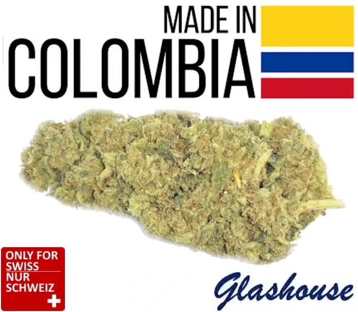 CBD Blood Orange Tangie flower from Colombia greenhouse cultivation THC under 1 percent