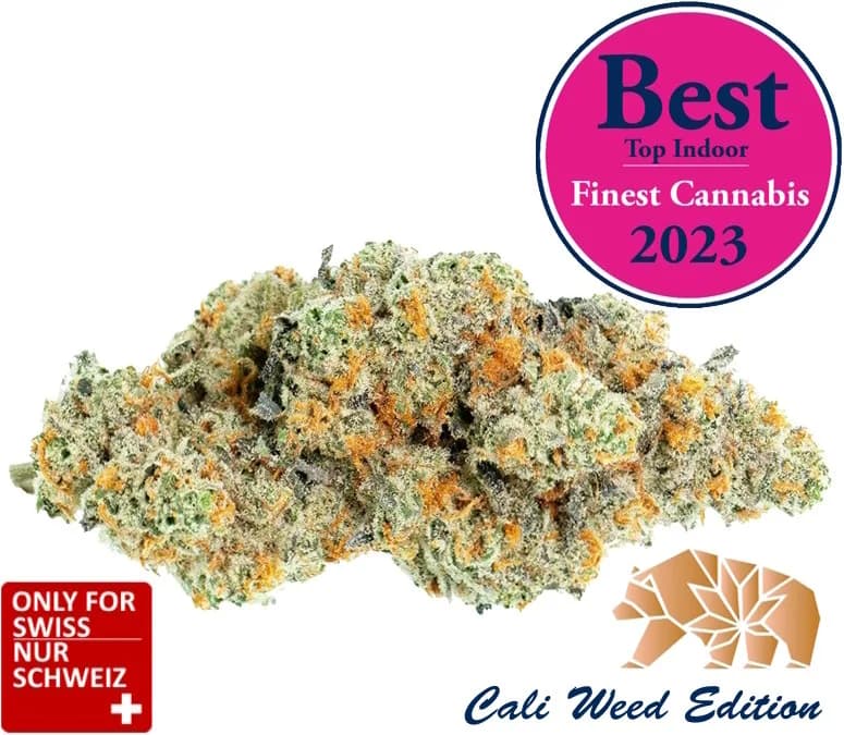 Infiorescenze CBD Amnesia Haze Indoor dalla Svizzera con elevato contenuto di CBD