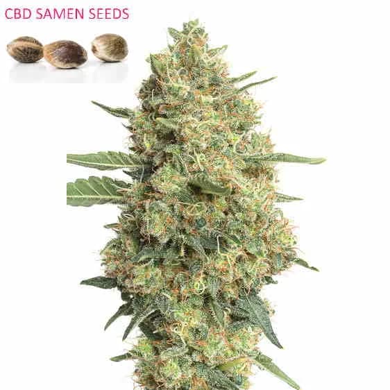 CBD seeds