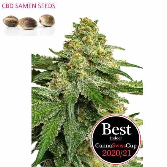 CBD seeds Cup Winner