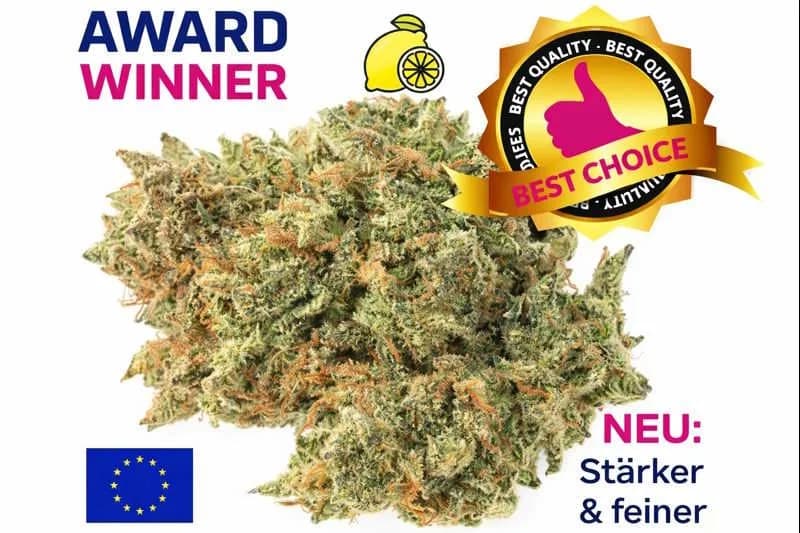 Infiorescenze CBD Lemon Haze Indoor Svizzera