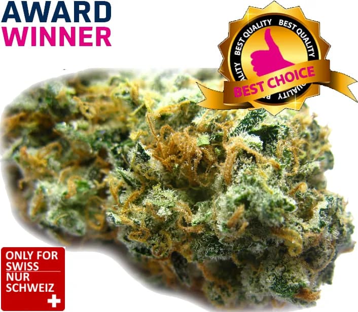 Purple Haze CBD