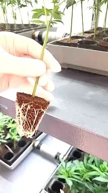 Buy CBD cuttings
